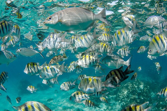 Private Yacht 48 ft Sting Ray City, Snorkel & Starfish Beach - Who gets the best value from this charter