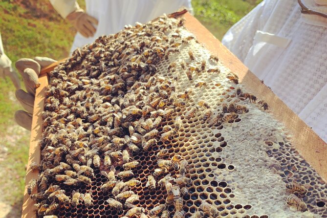 Reagan’s Honey Beekeeping Adventure - Opening a live hive and finding the queen