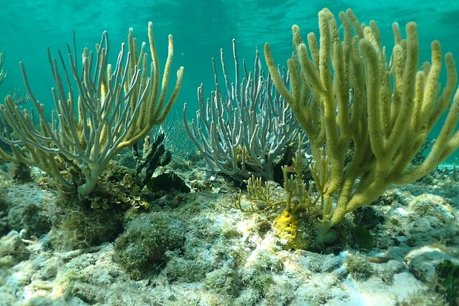 Starfish Point, Stingray City & Coral Garden (3-STOP Adventure) - How the crew shapes the experience