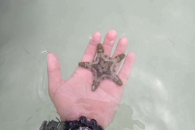 Starfish Point, Stingray City & Coral Garden (3-STOP Adventure) - Timing, transfers, and the return ride