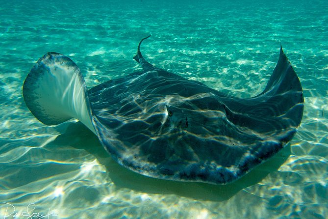 Starfish Point, Stingray City-Sandbar & Coral Gardens - Quick takeaways for your Cayman morning