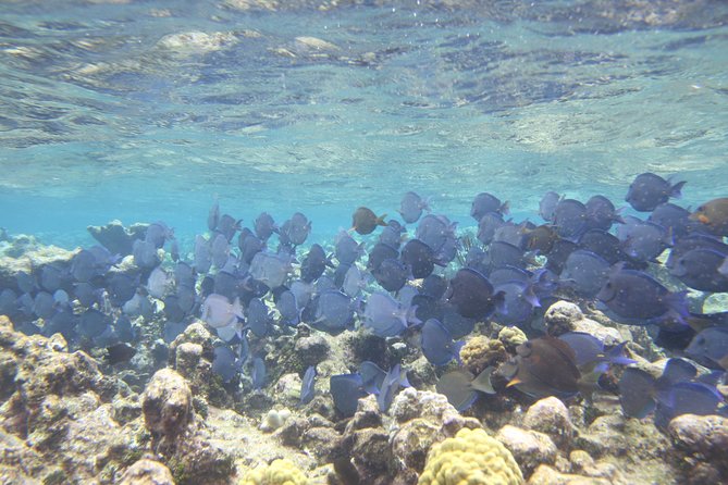 Starfish Point, Stingray City-Sandbar & Coral Gardens - Why Stingray City makes this tour worth considering