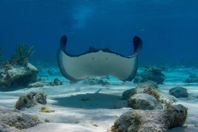 Starfish Point, Stingray City-Sandbar & Coral Gardens - What the 3-hour-50-minute schedule really means