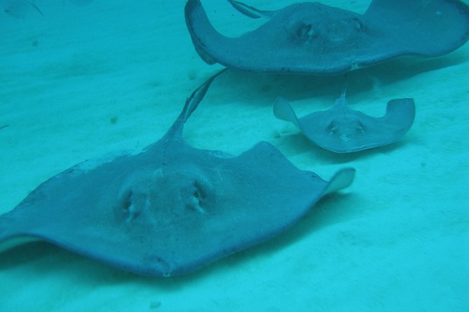 Starfish Point, Stingray City-Sandbar & Coral Gardens - What is included for the $65 price