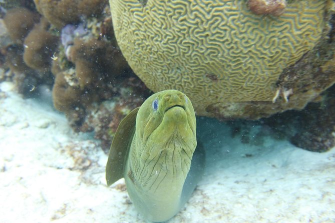 Starfish Point, Stingray City-Sandbar & Coral Gardens - Who will enjoy this tour most