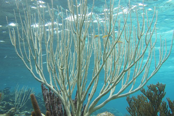 Starfish Point, Stingray City-Sandbar & Coral Gardens - Coral Gardens offers a quick look below the surface