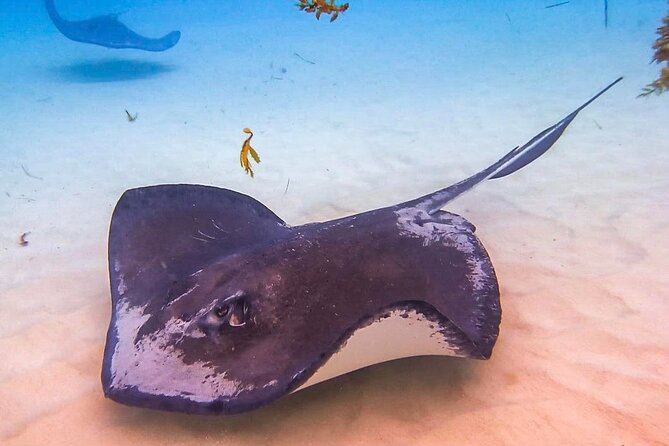 Stingray City and Seven Mile Beach Adventure Tour - Key Points at a Glance