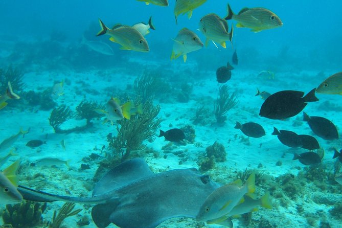 Stingray City and Snorkel Tour With Lunch - A boat ride with room for local stories