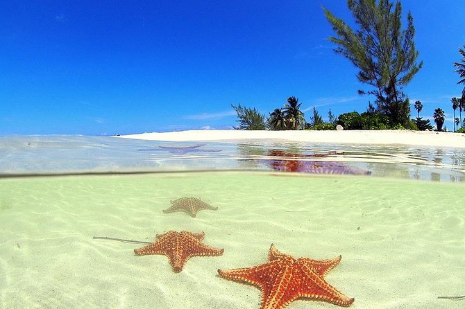Stingray City and Starfish Experience with Coral Reef Snorkeling - The best parts at a glance