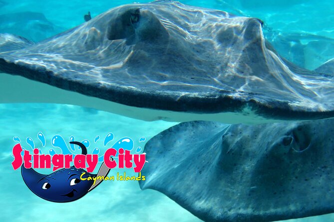 Stingray City and Starfish Experience with Coral Reef Snorkeling - What the boat setup adds to the day
