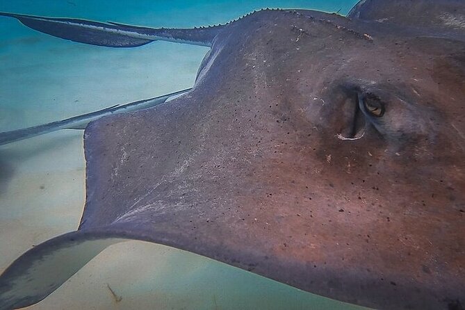 Stingray City Catamaran Sunset Tour - The ride home is part of the experience