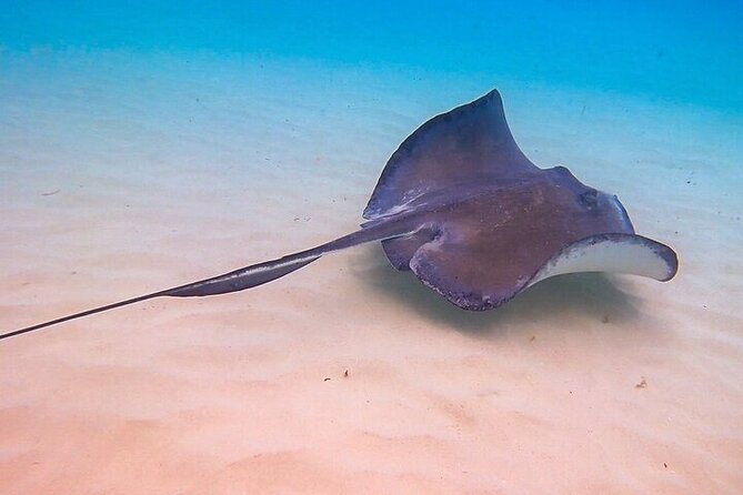 Stingray City Catamaran Sunset Tour - Why the $59 price can make sense