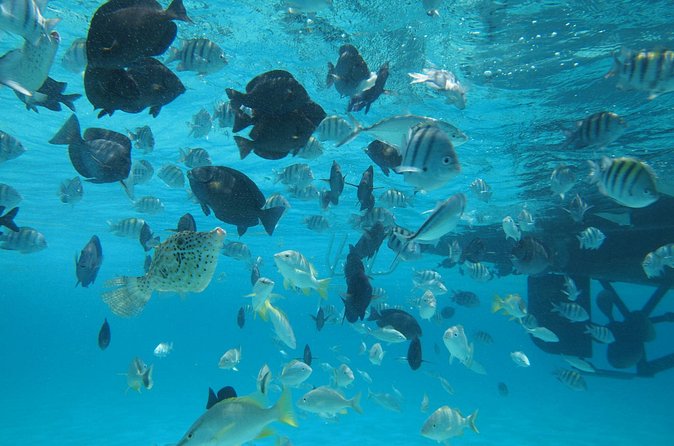 Stingray City Experience Plus One Snorkeling Stop - Who should book this Stingray City trip?