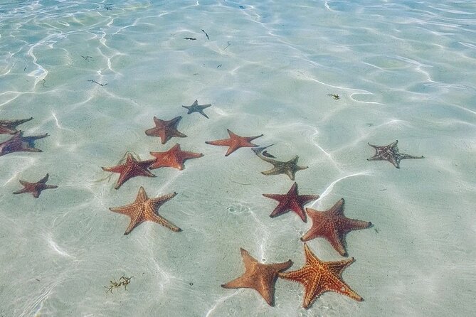 Stingray City Experience Plus Two Snorkeling spots Private Boat - Starfish Point and the limits of nature