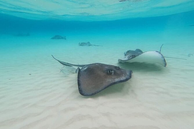 Stingray City Experience Plus Two Snorkeling spots Private Boat - Why the private boat matters
