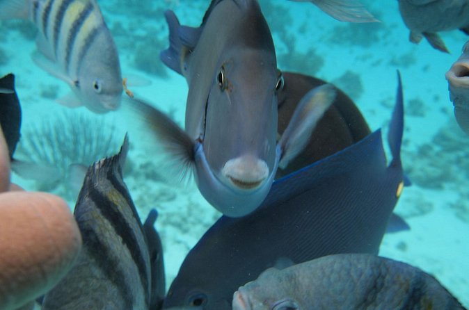 Stingray City Experience Plus Two Snorkeling Stops on Grand Cayman - What is included, and what you still need