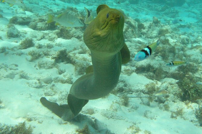 Stingray Sandbar, Snorkeling, and Starfish Point - What this Grand Cayman boat tour is really like