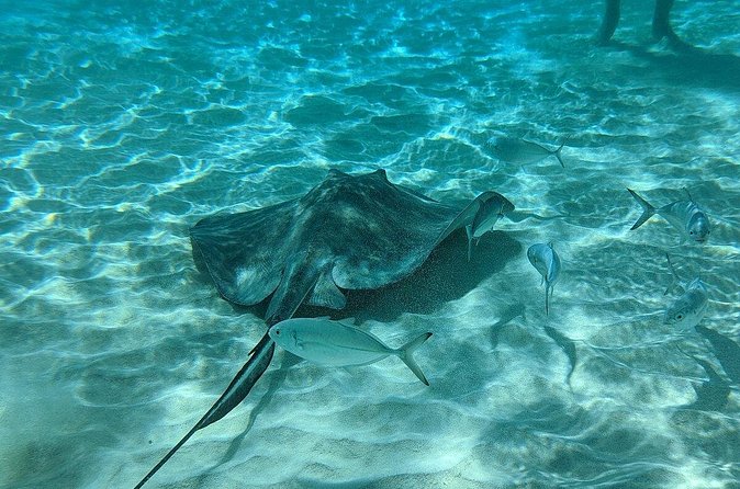 Stingray Sandbar, Snorkeling, and Starfish Point - Why the small boat matters