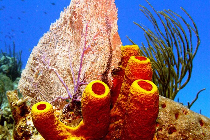 Stingray Sandbar, Snorkeling, and Starfish Point - What the $63 price includes