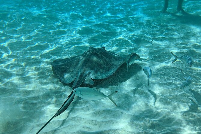 Stingray Sandbar, Snorkeling, and Starfish Point - Who should book this outing