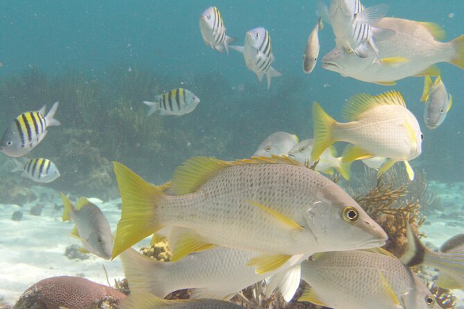 Stingray Sandbar, Snorkeling, and Starfish Point - Snorkeling over Coral Gardens