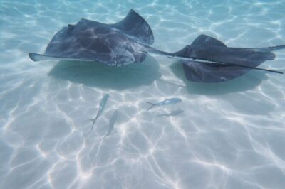 StingrayCity ,Coral Garden & Starfish Tour.