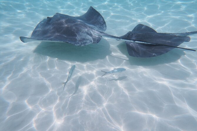 StingrayCity ,Coral Garden & Starfish Tour. - The 25-minute ride from Safehaven Marina
