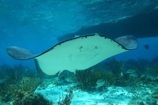 Stingrays, Starfish and Snorkeling Tour - Pickup, meeting points, and cruise timing